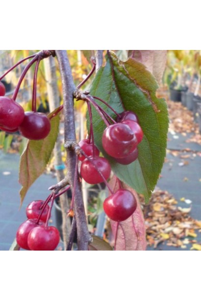 Яблуня Роял Б’юті із плакучими гілками та червоними плодами.